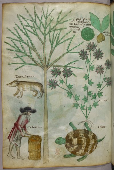 植物、亀、人間、別の動物を描いた植物・動物図版 1440年頃 (ヴェラムにインクと彩色) 作： Italian School