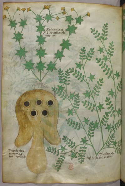 植物と魚雷のイラスト、1440年頃、ヴェラムにインクと色で描かれている。 作： Italian School