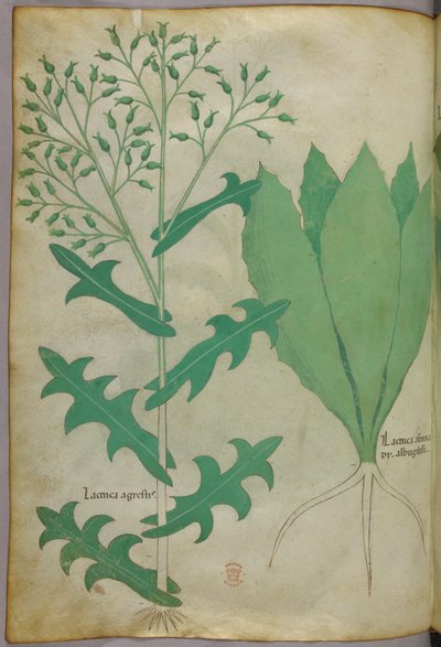 植物図版、1440年頃（ヴェラムにインクと彩色） 作： Italian School