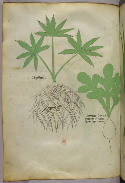 植物図版、1440年頃（ヴェラムにインクと彩色） 作： Italian School