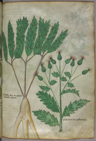 植物図版、1440年頃（ヴェラムにインクと彩色） 作： Italian School