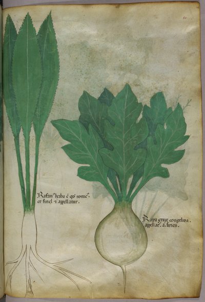 植物図版、1440年頃（ヴェラムにインクと彩色） 作： Italian School
