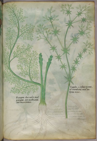 植物図版、1440年頃（ヴェラムにインクと彩色） 作： Italian School