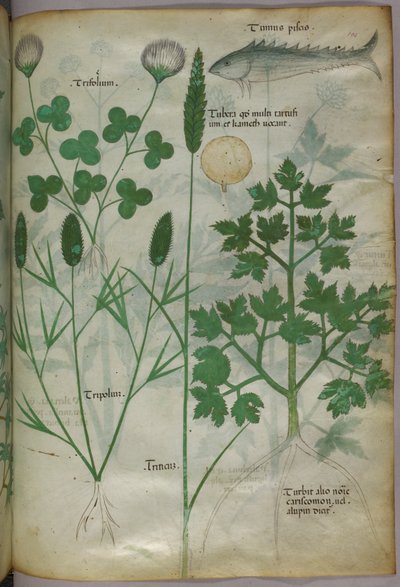 植物図版、1440年頃（ヴェラムにインクと彩色） 作： Italian School
