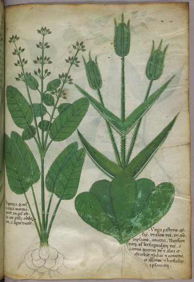 植物図版、1440年頃（ヴェラムにインクと彩色） 作： Italian School
