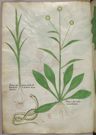 植物図版、1440年頃（ヴェラムにインクと彩色） 作： Italian School