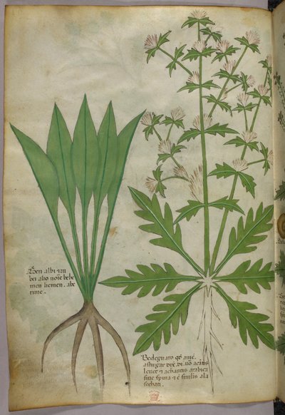 植物図版、1440年頃（ヴェラムにインクと彩色） 作： Italian School