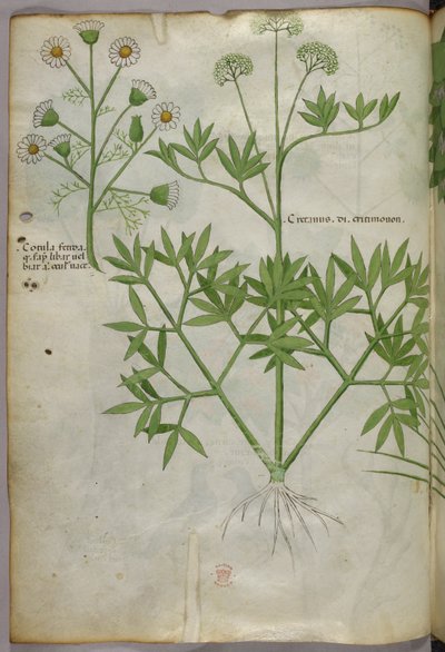 植物図版、1440年頃（ヴェラムにインクと彩色） 作： Italian School