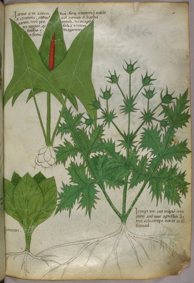 植物図版、1440年頃（ヴェラムにインクと彩色） 作： Italian School