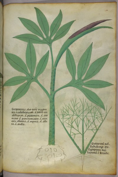 植物図版、1440年頃（ヴェラムにインクと彩色） 作： Italian School