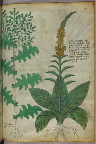 植物図版、1440年頃（ヴェラムにインクと彩色） 作： Italian School