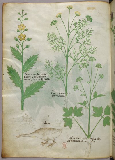 植物図版、1440年頃（ヴェラムにインクと彩色） 作： Italian School