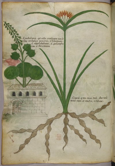 植物図版、1440年頃（ヴェラムにインクと彩色） 作： Italian School