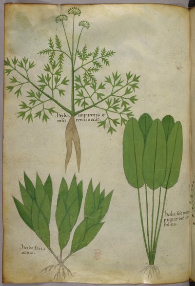 植物図版、1440年頃（ヴェラムにインクと彩色） 作： Italian School