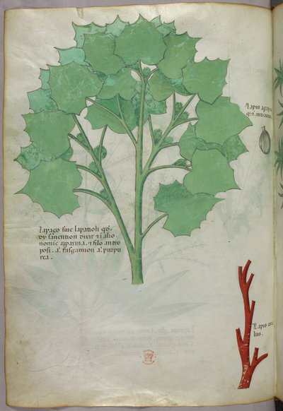 植物図版、1440年頃（ヴェラムにインクと彩色） 作： Italian School