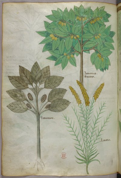 植物図版、1440年頃（ヴェラムにインクと彩色） 作： Italian School