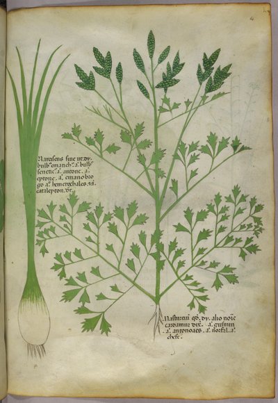 植物図版、1440年頃（ヴェラムにインクと彩色） 作： Italian School