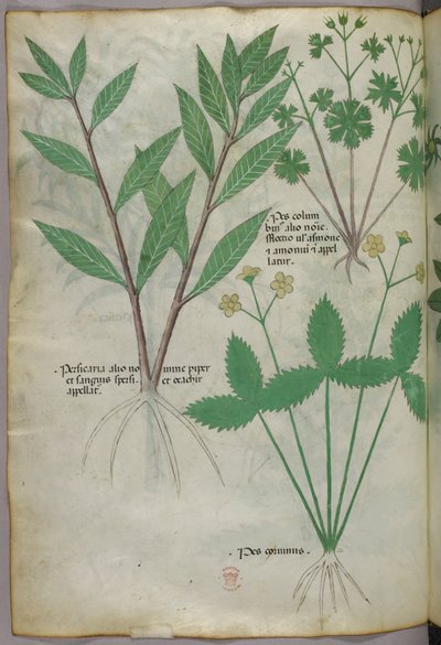 植物図版、1440年頃（ヴェラムにインクと彩色） 作： Italian School