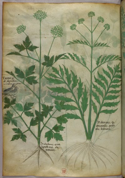 植物図版、1440年頃（ヴェラムにインクと彩色） 作： Italian School