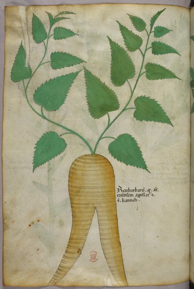 植物図版、1440年頃（ヴェラムにインクと彩色） 作： Italian School