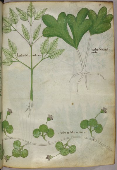 植物図版、1440年頃（ヴェラムにインクと彩色） 作： Italian School