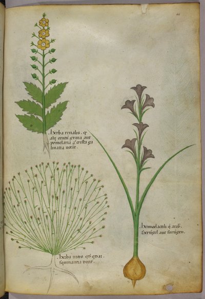 植物図版、1440年頃（ヴェラムにインクと彩色） 作： Italian School