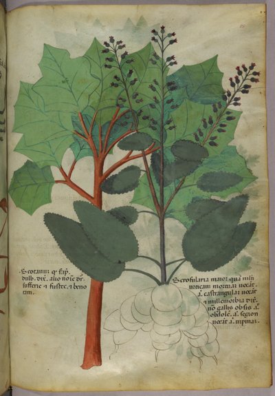 植物図版、1440年頃（ヴェラムにインクと彩色） 作： Italian School