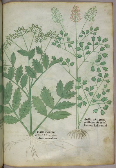 植物図版、1440年頃（ヴェラムにインクと彩色） 作： Italian School