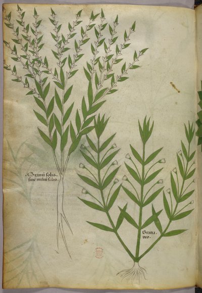 植物図版、1440年頃（ヴェラムにインクと彩色） 作： Italian School