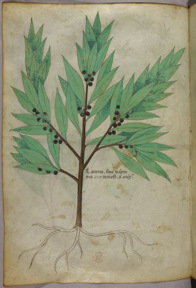 植物図版、1440年頃（ヴェラムにインクと彩色） 作： Italian School