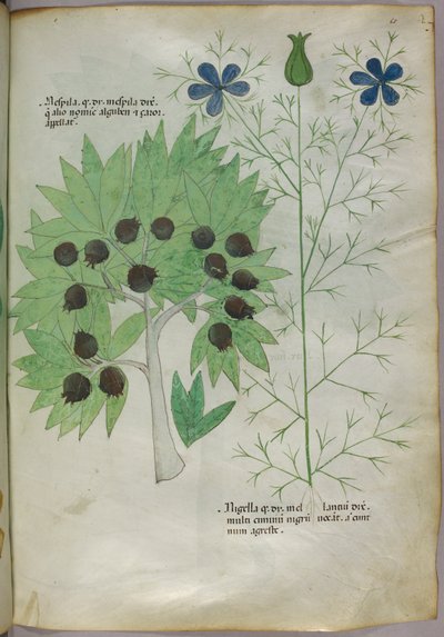 植物図版、1440年頃（ヴェラムにインクと彩色） 作： Italian School