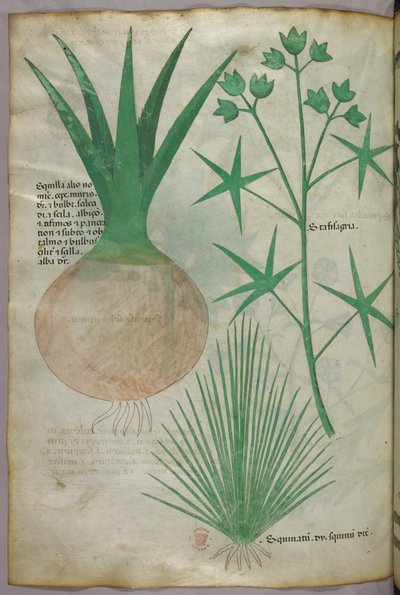 植物図版、1440年頃（ヴェラムにインクと彩色） 作： Italian School