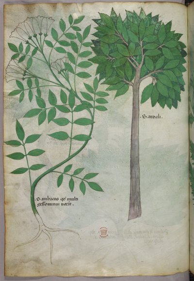 植物図版、1440年頃（ヴェラムにインクと彩色） 作： Italian School