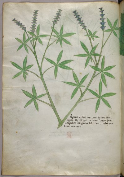 植物図版、1440年頃（ヴェラムにインクと彩色） 作： Italian School