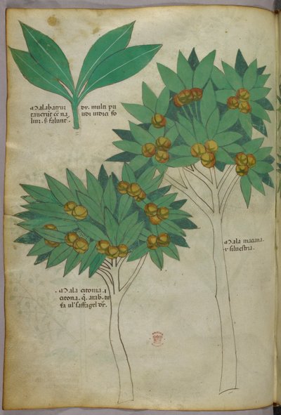 植物図版、1440年頃（ヴェラムにインクと彩色） 作： Italian School