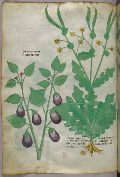 植物図版、1440年頃（ヴェラムにインクと彩色） 作： Italian School