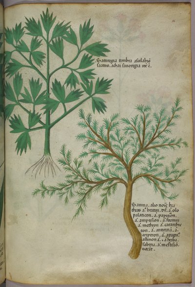 植物図版、1440年頃（ヴェラムにインクと彩色） 作： Italian School