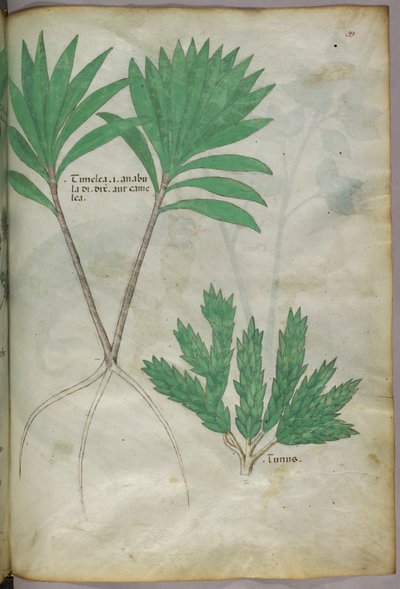 植物図版、1440年頃（ヴェラムにインクと彩色） 作： Italian School