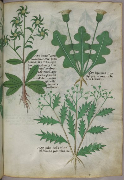 植物図版、1440年頃（ヴェラムにインクと彩色） 作： Italian School