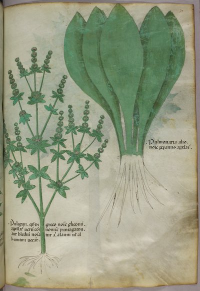植物図版、1440年頃（ヴェラムにインクと彩色） 作： Italian School