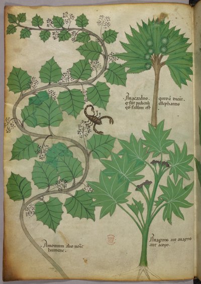 植物図版、1440年頃（ヴェラムにインクと彩色） 作： Italian School