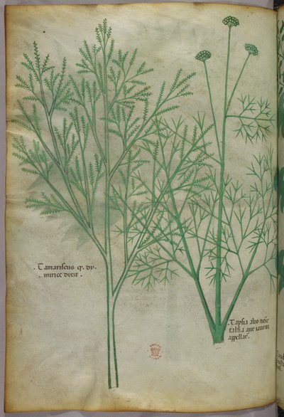 植物図版、1440年頃（ヴェラムにインクと彩色） 作： Italian School