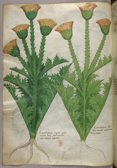 植物図版、1440年頃（ヴェラムにインクと彩色） 作： Italian School