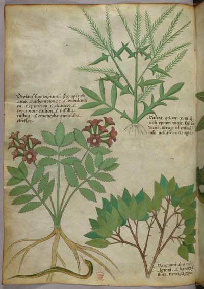 植物図版、1440年頃（ヴェラムにインクと彩色） 作： Italian School