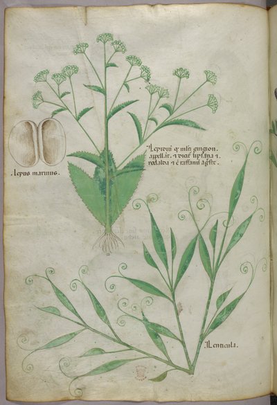 植物図版、1440年頃（ヴェラムにインクと彩色） 作： Italian School