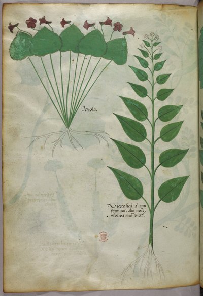 植物図版、1440年頃（ヴェラムにインクと彩色） 作： Italian School