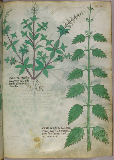 植物図版、1440年頃（ヴェラムにインクと彩色） 作： Italian School