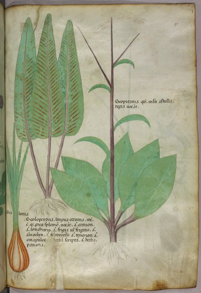 植物図版、1440年頃（ヴェラムにインクと彩色） 作： Italian School