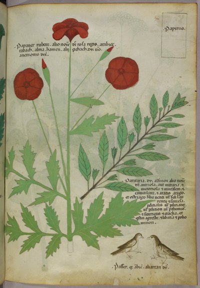 植物図版、1440年頃（ヴェラムにインクと彩色） 作： Italian School