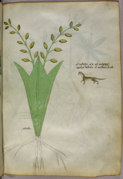植物図版、1440年頃（ヴェラムにインクと彩色） 作： Italian School